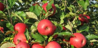 La manzana europea en crisis y recuperación quién gana y quién pierde en el mercado