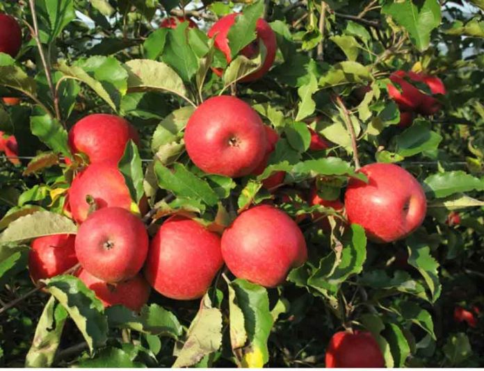 La manzana europea en crisis y recuperación quién gana y quién pierde en el mercado