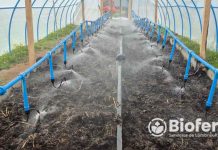 Biofert, expertos en Lombricultura, para la nutrición frutícola: Retorno de inversión en un año mediante bio fertilización líquida de alta eficiencia Biofert, expertos en Lombricultura, para la nutrición frutícola: Retorno de inversión en un año mediante bio fertilización líquida de alta eficiencia