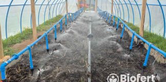 Biofert, expertos en Lombricultura, para la nutrición frutícola: Retorno de inversión en un año mediante bio fertilización líquida de alta eficiencia