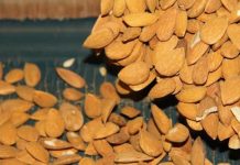 Los frutos secos españoles buscan ganar peso en la UE ante un escenario exterior cambiante