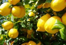 Los productores de limón de California se enfrentan a una ardua batalla mientras las importaciones argentinas saturan el mercado interno Los productores de limón de California se enfrentan a una ardua batalla mientras las importaciones argentinas saturan el mercado interno