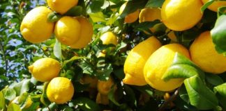 Los productores de limón de California se enfrentan a una ardua batalla mientras las importaciones argentinas saturan el mercado interno