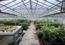 «R19»: La primera variedad de cereza dulce del programa genético de la Universidad Estatal de Washington desde el 2007