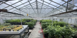 «R19»: La primera variedad de cereza dulce del programa genético de la Universidad Estatal de Washington desde el 2007