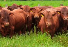 Mercosur-UE claves del acuerdo histórico y su efecto sobre las exportaciones de carne