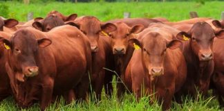 Mercosur-UE claves del acuerdo histórico y su efecto sobre las exportaciones de carne