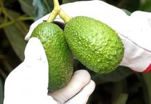 Naturipe Farms obtiene la certificación Pro-Forest por sus aguacates libres de deforestación