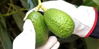 Naturipe Farms obtiene la certificación Pro-Forest por sus aguacates libres de deforestación