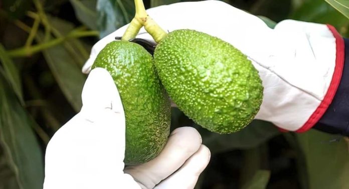 Naturipe Farms obtiene la certificación Pro-Forest por sus aguacates libres de deforestación