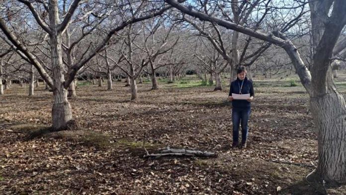 Odepa y Ciren publican resultados del Catastro Frutícola en las regiones Metropolitana y de Valparaíso