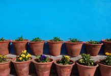 Olas de calor y plantas: ¿Cómo cuidarlas durante el verano? Olas de calor y plantas: ¿Cómo cuidarlas durante el verano?