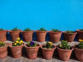Olas de calor y plantas: ¿Cómo cuidarlas durante el verano?