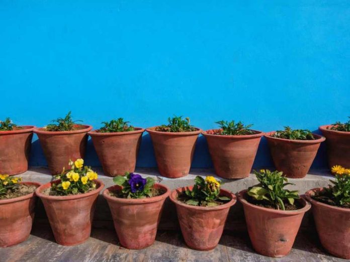 Olas de calor y plantas ¿Cómo cuidarlas durante el verano Olas de calor y plantas: ¿Cómo cuidarlas durante el verano?