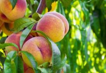 Optimismo en carozos: segunda estimación mejora proyección exportadora Optimismo en carozos segunda estimación mejora proyección exportadora