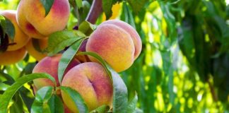 Optimismo en carozos segunda estimación mejora proyección exportadora