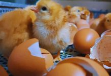 Optimizan la eficiencia genética de ponedoras Negra INTA