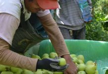 Peras argentinas arrasan en Brasil precios récord marcan el inicio de la temporada