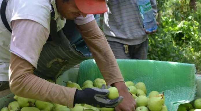 Peras argentinas arrasan en Brasil precios récord marcan el inicio de la temporada