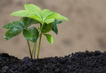 Perú | Los bioinsumos: El futuro sostenible de la agricultura ante la saturación química