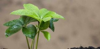 Perú | Los bioinsumos: El futuro sostenible de la agricultura ante la saturación química