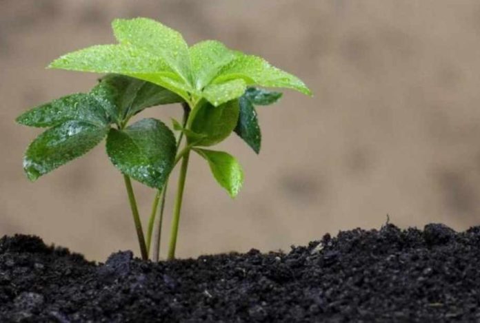 Perú | Los bioinsumos: El futuro sostenible de la agricultura ante la saturación química