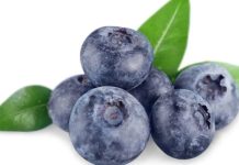 Perú Senasa autoriza el ingreso excepcional de 70.000 plantas de arándanos chilenos por la frontera de Tacna