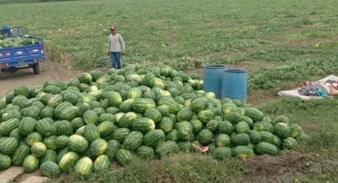 Piura evalúa producir sandía en lugar de banano (1)