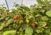 España | Plus Berries anticipa semanas de menor disponibilidad de frambuesa Plus Berries anticipa semanas de menor disponibilidad de frambuesa
