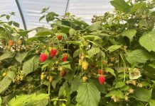 España | Plus Berries anticipa semanas de menor disponibilidad de frambuesa Plus Berries anticipa semanas de menor disponibilidad de frambuesa