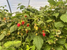 Plus Berries anticipa semanas de menor disponibilidad de frambuesa