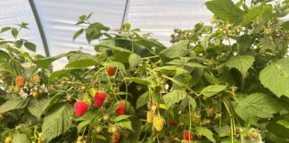 Plus Berries anticipa semanas de menor disponibilidad de frambuesa