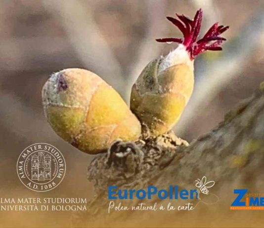 Zimex, la empresa de biotecnología en Chile, que consolida su investigación y desarrollo en “Polinización Asistida de Frutales” en Europa ante la crisis sistémica de polinizadores.