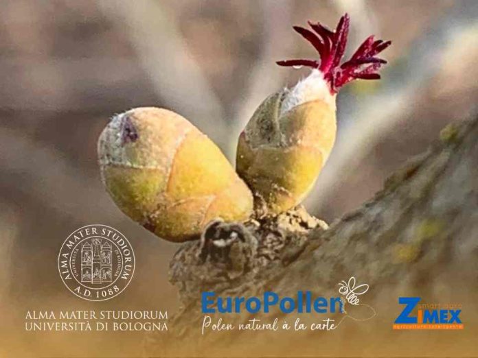 Zimex, la empresa de biotecnología en Chile, que consolida su investigación y desarrollo en “Polinización Asistida de Frutales” en Europa ante la crisis sistémica de polinizadores.