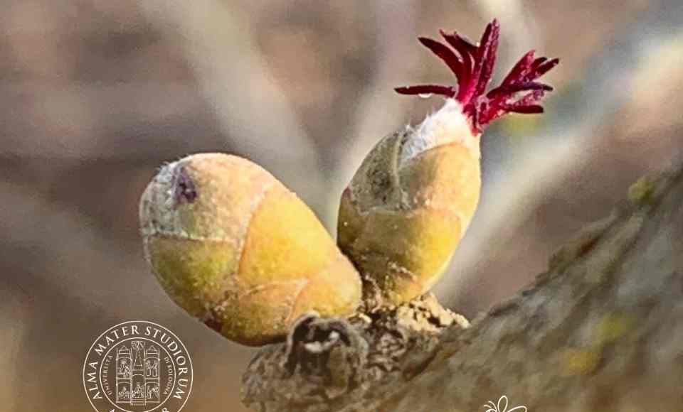 Zimex, la empresa de biotecnología en Chile, que consolida su investigación y desarrollo en “Polinización Asistida de Frutales” en Europa ante la crisis sistémica de polinizadores.