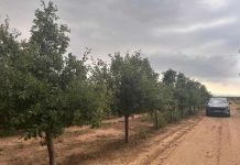 Ensayo de Polinización Asistida en Ciruelo D'Agen | Zimex - Europollen