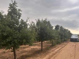 Ensayo de Polinización Asistida en Ciruelo D'Agen | Zimex - Europollen
