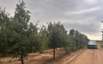 Ensayo de Polinización Asistida en Ciruelo D'Agen | Zimex - Europollen