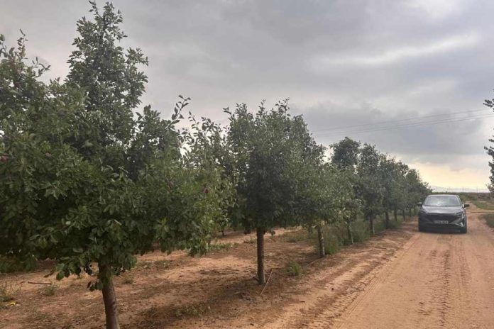 Ensayo de Polinización Asistida en Ciruelo D'Agen | Zimex - Europollen