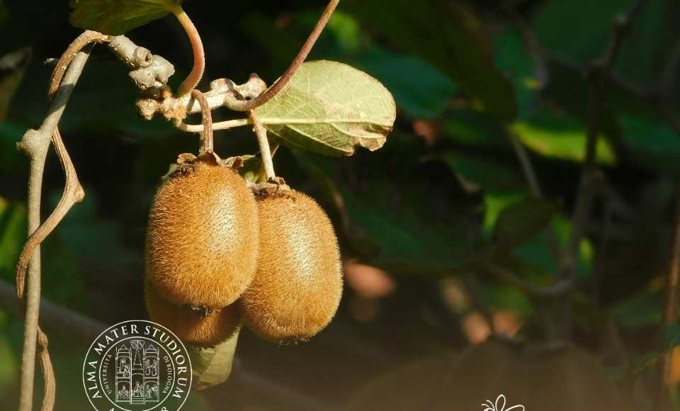 Zimex consolida su expansión en Europa con Polinización Asistida respaldada científicamente