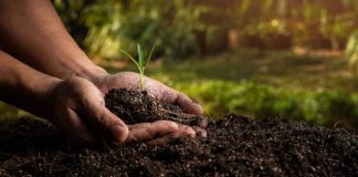 Por qué la salud del suelo es el ingrediente secreto para una alimentación sostenible