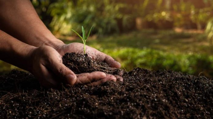 Por qué la salud del suelo es el ingrediente secreto para una alimentación sostenible