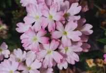 Presentan tres nuevas variedades de plantas de exterior