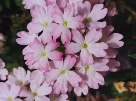 Presentan tres nuevas variedades de plantas de exterior Presentan tres nuevas variedades de plantas de exterior