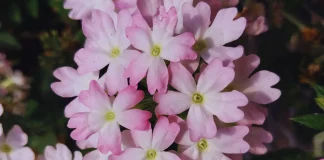 Presentan tres nuevas variedades de plantas de exterior