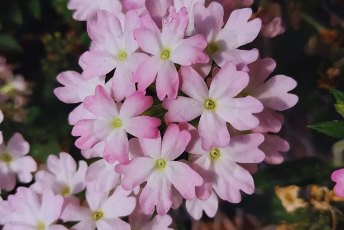 Presentan tres nuevas variedades de plantas de exterior Presentan tres nuevas variedades de plantas de exterior