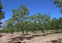 Producción de nueces en la Patagonia: el desafío en el corazón del desierto neuquino