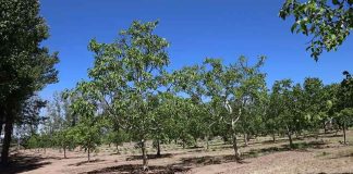 Producción de nueces en la Patagonia: el desafío en el corazón del desierto neuquino