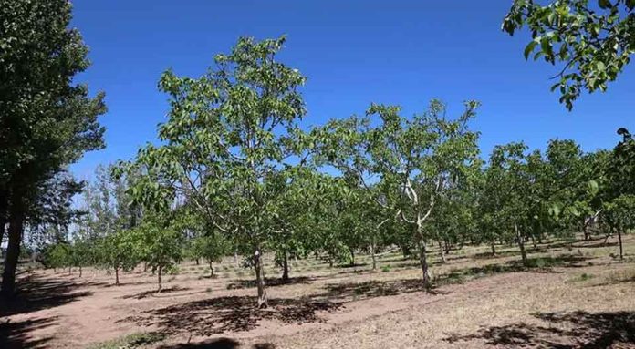 Producción de nueces en la Patagonia: el desafío en el corazón del desierto neuquino