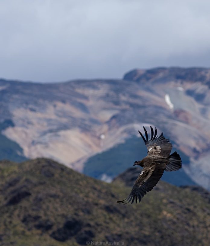 Proyecto Manku libera tres nuevos cóndores andinos en el Parque Nacional Patagonia